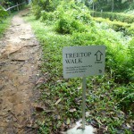 Way to the TreeTop Walk