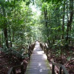Stairs on the Jungle Path
