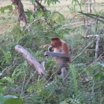 Proboscis Monkey in Bako National Park