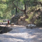 On the road to Kayaköy: Shepherd