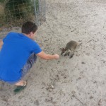 With Wallaby