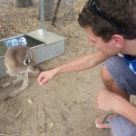 With Kangaroo