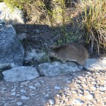 The native inhabitants of Table Mountain, the dassies