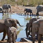 Elephants at a Waterhole