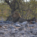 Lion Sitting