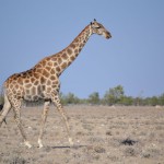 Giraffe on the Move