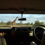 Giraffe viewed from our Land Rover