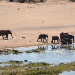 Elephants about to cross the river
