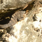 Tulum: Iguana