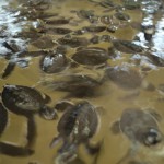 Baby turtles at the turtle farm