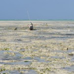 Low tide in Jambiani