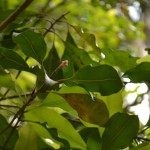 Spice tour: Cloves on the tree