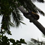 Spice tour: Harvesting coconuts
